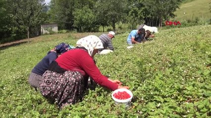SAKARYA Dağ çileğinin üreticinin yüzünü güldürüyor