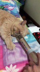 Un chat ronfle dans le micro