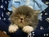Little Kitty Falling Asleep