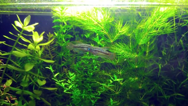 4 Months Update - Eggs Hatched, Baby, NO filter, NO CO2, NO Ferts 5 Gallon Nano Tank