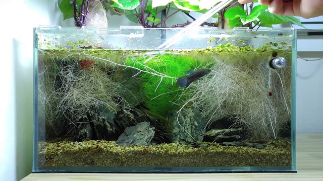 Ep.4 Sweet Potato Betta Tank (Kartoffel Gets Mad) - No filter, No CO2, NO ferts 4.5 Gallon Nano Tank