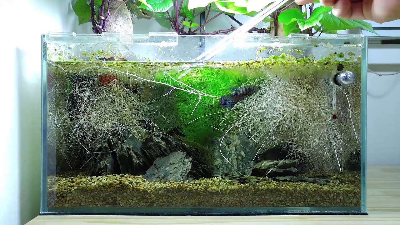 Ep.4 Sweet Potato Betta Tank (Kartoffel Gets Mad) - No filter, No CO2, NO ferts 4.5 Gallon Nano Tank