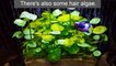 Otocinclus Algae Eater for Betta Tank Plants (drip acclimation)