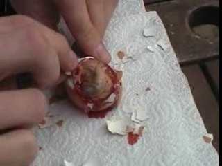 - Bienvenue à la Ferme des Petits Poussins !!!