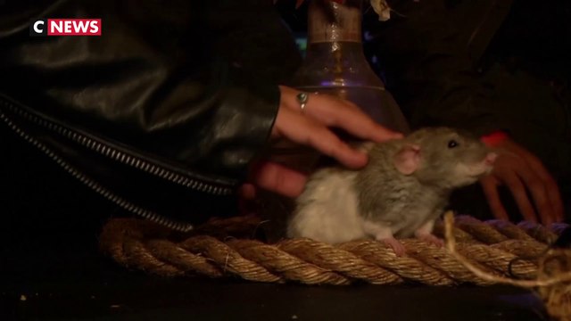 Après le bar à chats, le bar à rats !