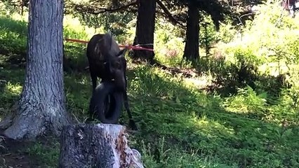 Moose Toys with Tire Swing