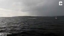 Une baleine de Minke fait plusieurs sauts