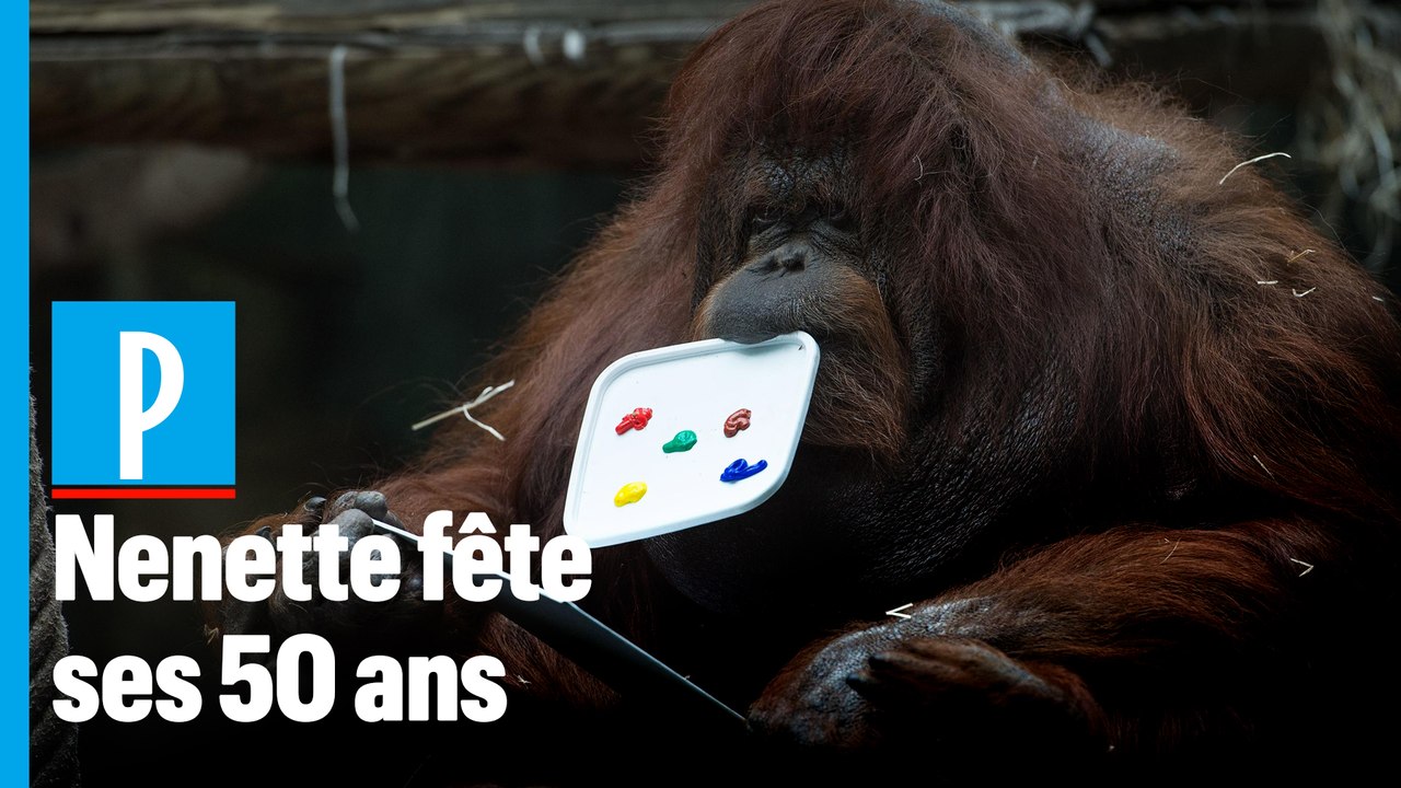 Paris : Nenette, l'orang-outan star de la ménagerie, fête ses 50 ans