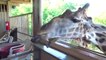 VLOG Feed GIRAFOV in SUPER Safari Park - Children's video   ВЛОГ Кормим ЖИРАФОВ в СУПЕР Сафари Парке - Детское видео