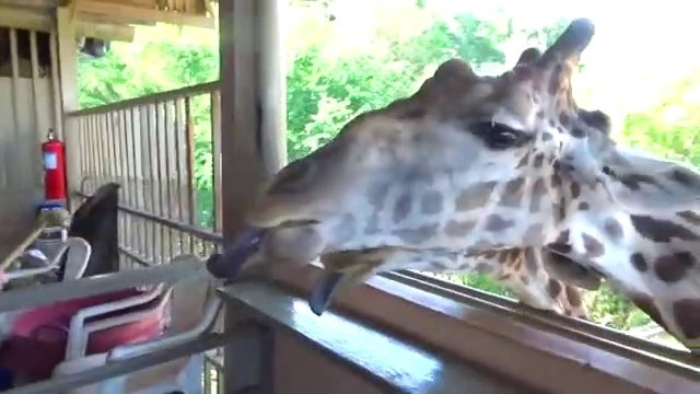 VLOG Feed GIRAFOV in SUPER Safari Park - Children's video ВЛОГ Кормим ЖИРАФОВ в СУПЕР Сафари Парке - Детское видео