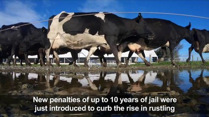 Livestock rustlers face jail time as New Zealand tightens laws