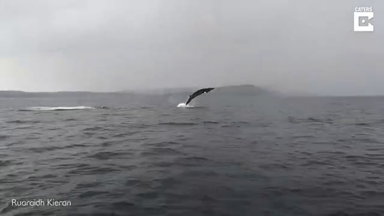 Une baleine enchaine les sauts hors de l'eau sous les yeux des touristes... Magnifique