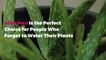 Aloe Vera Is the Perfect Choice for People Who Forget to Water Their Plants