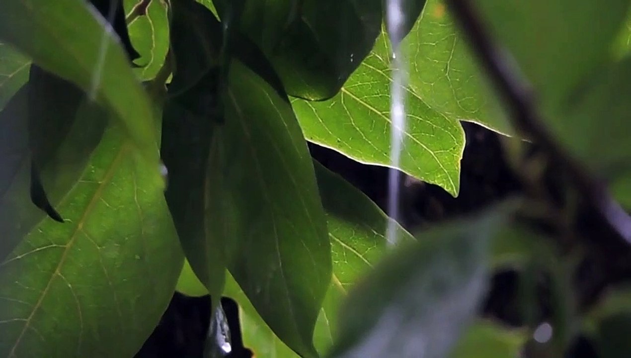 RAIN SOUND MEDITATION