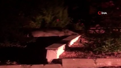 Kazdağları’nda domuzlar yazlık siteye indi... O anlar kamerada