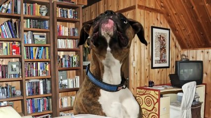 HAPPY_BIRTHDAY_TO_YOU_SONG__HappyBirthdayDogscom(youtube.com)