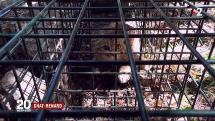 Faune : une nouvelle espèce de félin découverte en Corse