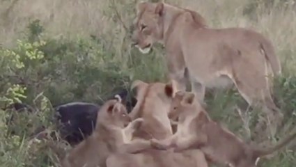 Playful Cubs And Their Shenanigans