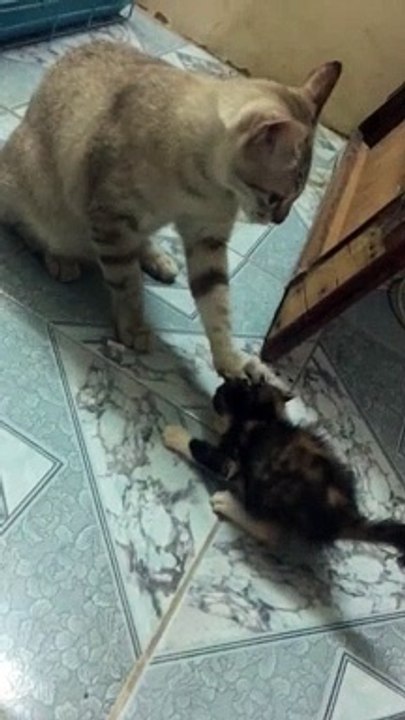 Cat Keeps the Kitten Calm