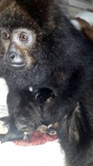 Howler Monkey Sees First Puppy