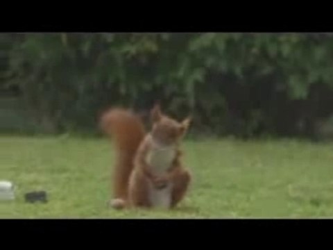 L'Ecureuil joue au Foot : lol