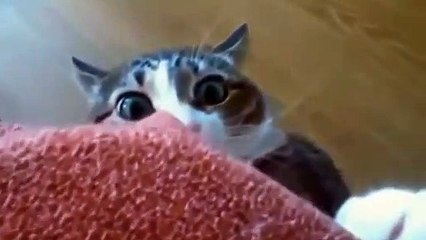 Gatos Graciosos en la Vida Real - Videos de Risa 2019