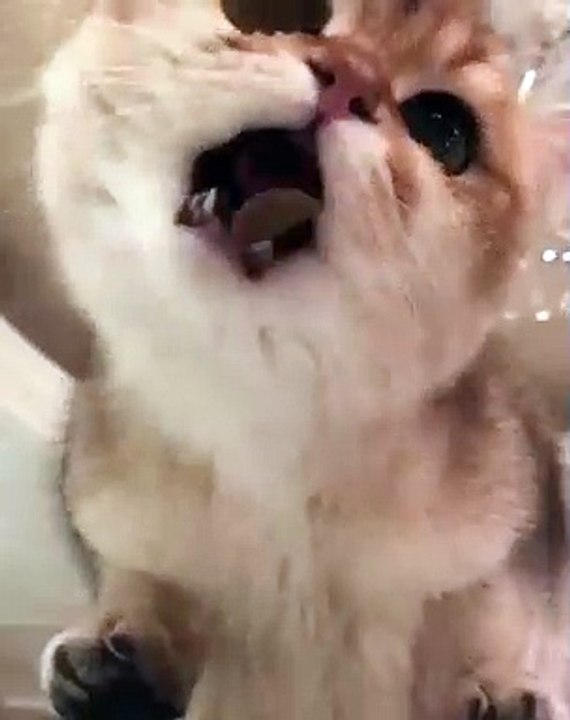 Regardez comment ce chat déguste son repas, c’est trop mignon !!