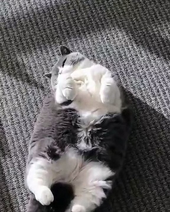 Ce gros chat est trop chou. Observez le dans son moment détente!