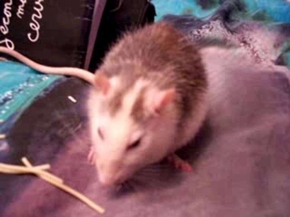 mon rat husky bizarre