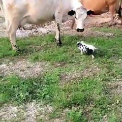 Ce petit cochon qui ressemble beaucoup à un petit veau rencontre un pour la première fois. Observez ce qu'il fait !!