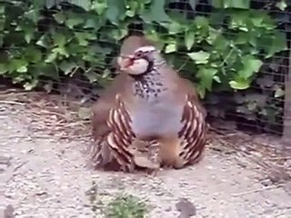Cet oiseau ne se sépare jamais de ses petits. Trop chou !