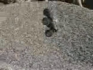 Savage21 VS Hammer S18