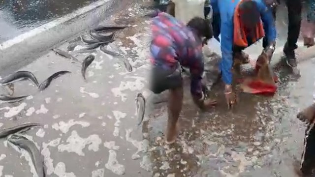 सड़क पर मची मछलियां लूटने की होड़, जिसके जो हाथ लगा वो उसी में भरके ले गया मछली