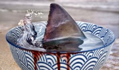 This Soup Kills 73 Million Sharks A Year - Recipe For Extinction