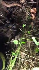 DİRİ DİRİ GÖMMÜŞLER