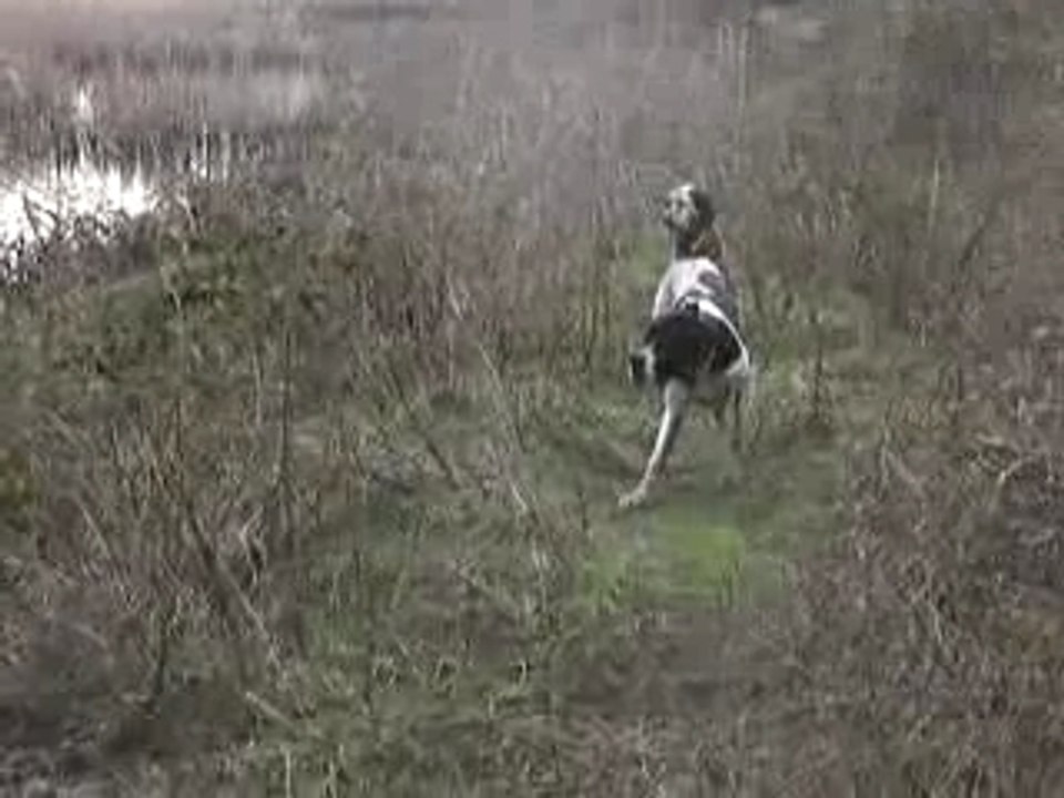 Tango ve wespa sülün fermasında