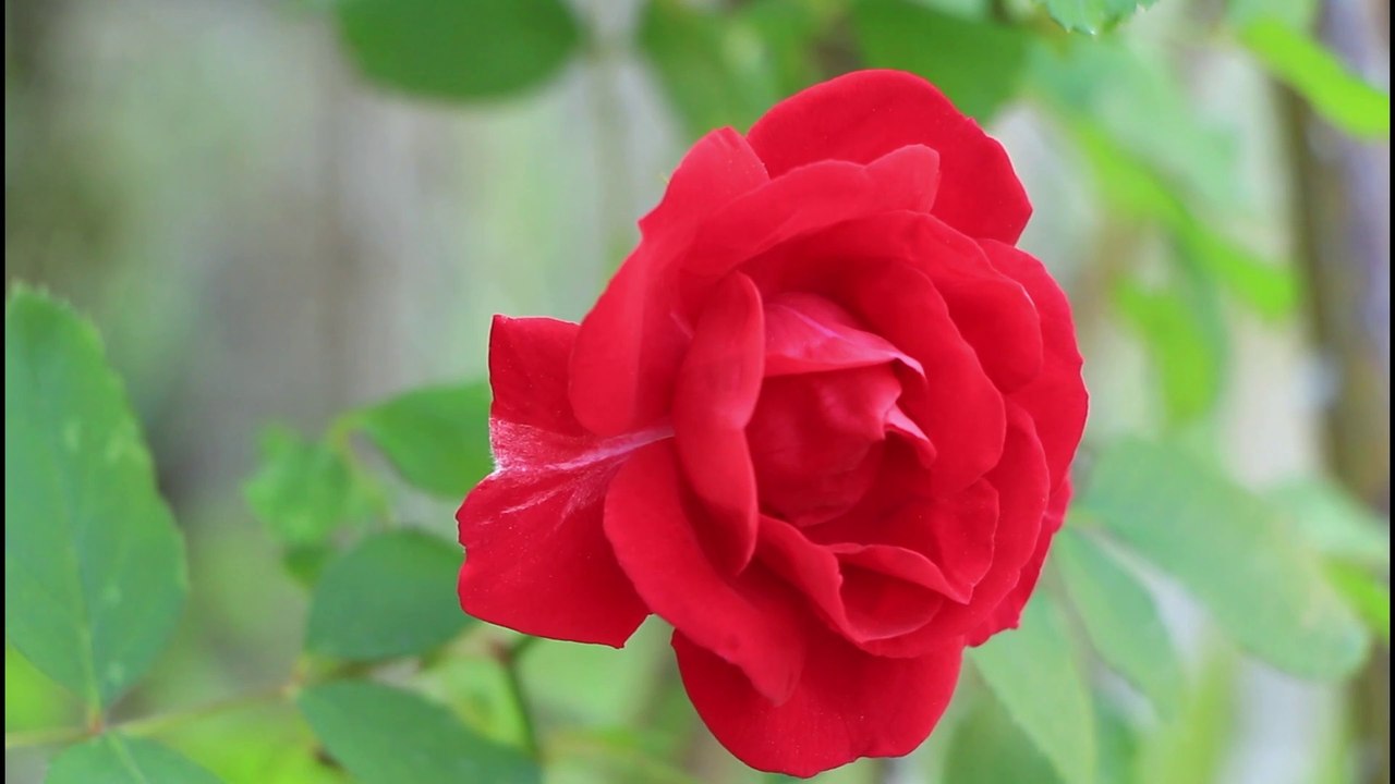 sonidos de la naturaleza,flores sonidos y musica