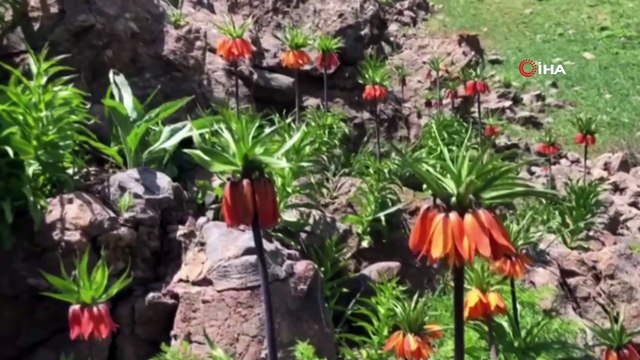 Vali Sonel, 2 bin rakımda koruma altında bulunan ters laleleri inceledi
