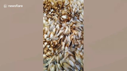 Thousands of winged ants carpet ground after rains