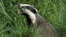 BBC Radio Somerset - Claire Carter 14Jun19 - on the badger cull