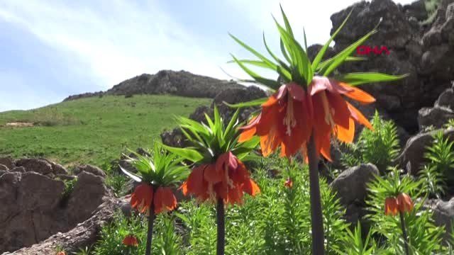 Tunceli'de ters laleler jandarma korumasında