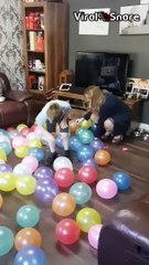 Balloon Pop Game - Baby Gender Reveal