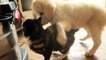 Gentle dog friendly cat lets this puppy learn some of the ways of Felines