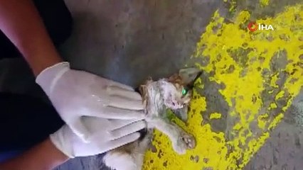 Kalp masajıyla kediyi hayata döndürdüler