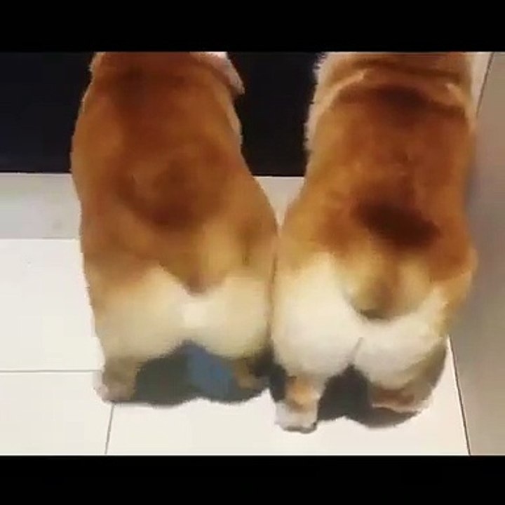 shiba