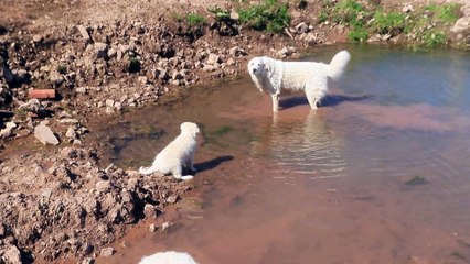 Puppies in awe of their grandmother's wading abilities.