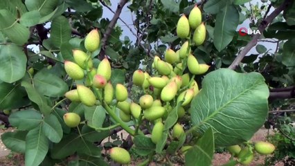 300 bin dekar alan üzerinde yetişen Siirt fıstığı dünya pazarında yer alacak