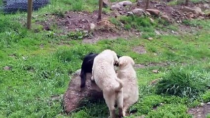 More cat training for the puppies.