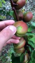 Drôme: Aurélien Esprit confie son désarroi après l'orage de grêle