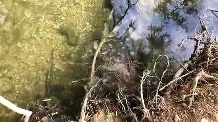 Besançon : accouplement des silures dans le Doubs